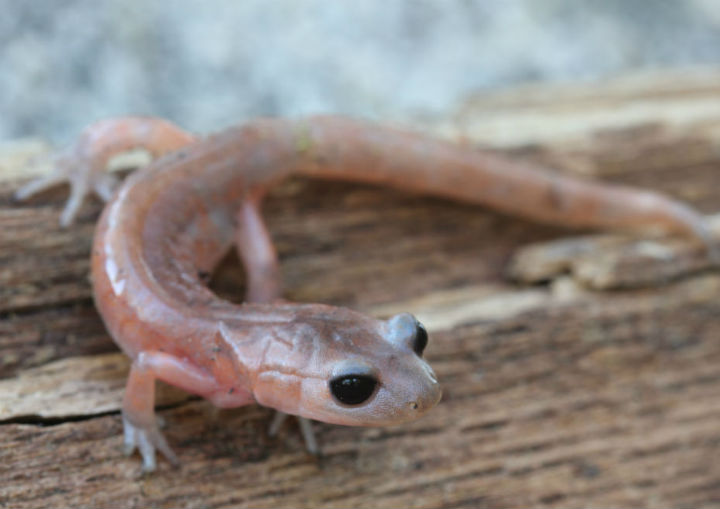 Ensatina